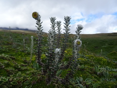 Lasiocephalus ovatus