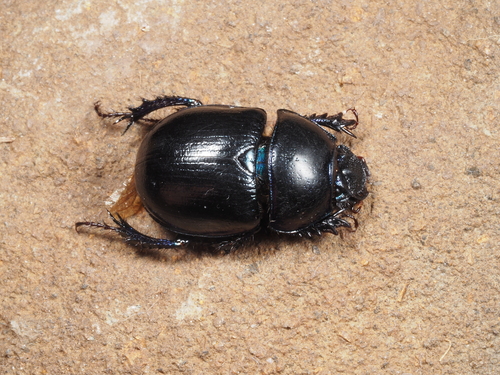 Woodland Dor Beetle