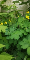 Chelidonium majus