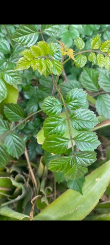 Cape Honeysuckle
