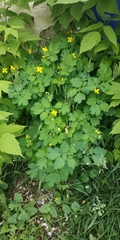 Chelidonium majus