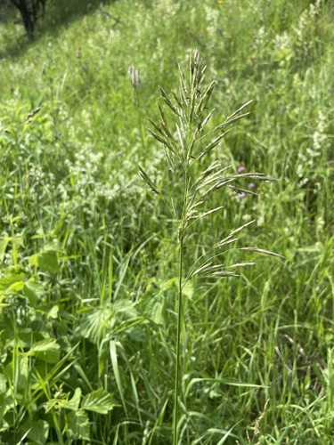 Smooth Brome
