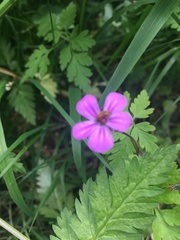 Geranium robertianum