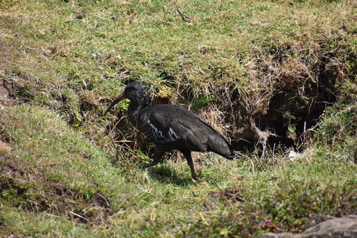 Wattled Ibis