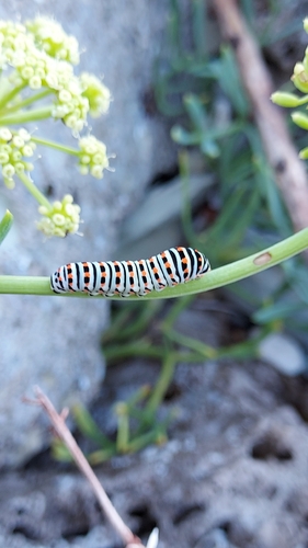 Old World Swallowtail