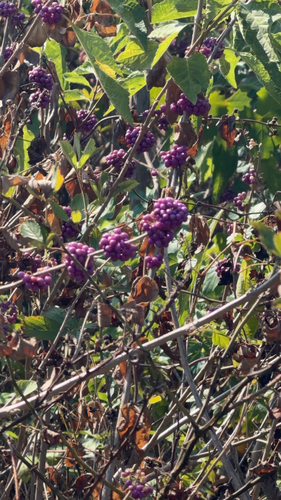 American beautyberry