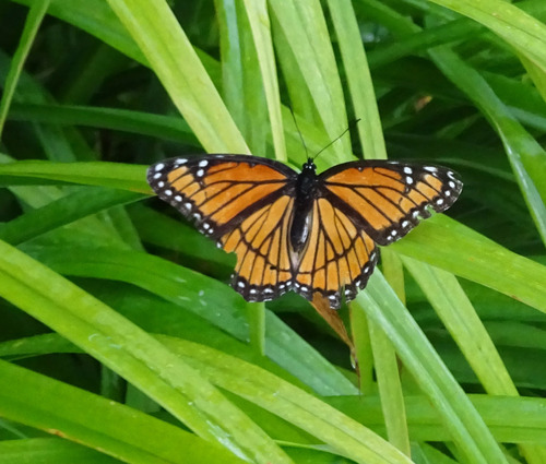 Viceroy