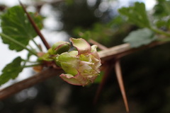 Ribes formosanum