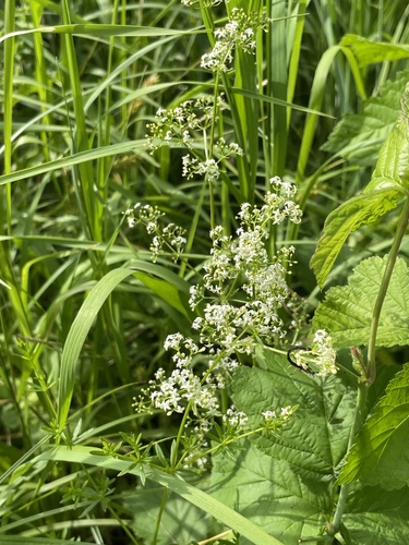 Hedge Bedstraw