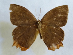 Taygetis rufomarginata