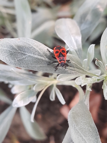 European Firebug