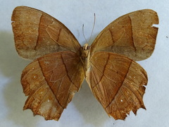 Taygetis rufomarginata