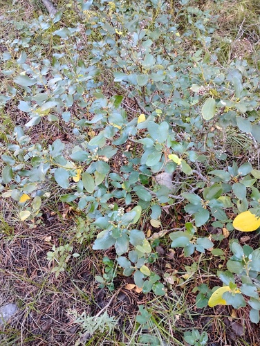 Ceanothus velutinus, photograph 6