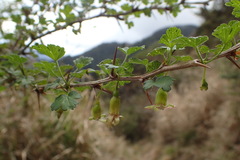Ribes formosanum