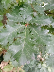 Quercus × rosacea, photograph author not stated, no rights reserved