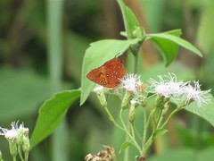 Axiocerses harpax