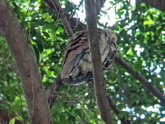 Gorsachius melanolophus