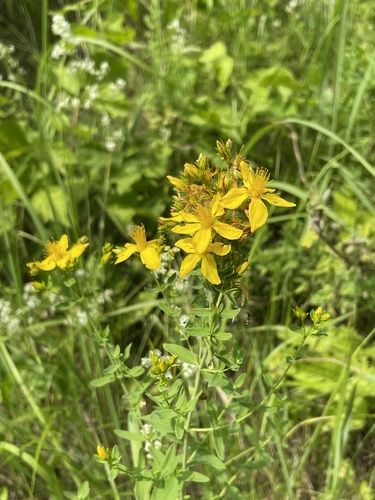 Common St. John's Wort