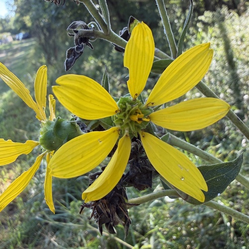 Silphium integrifolium, photograph 3