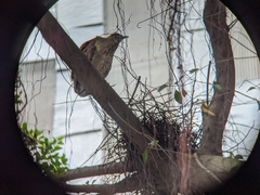 Gorsachius melanolophus