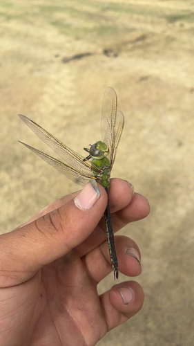 Common Green Darner
