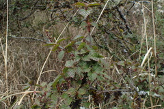 Viburnum betulifolium