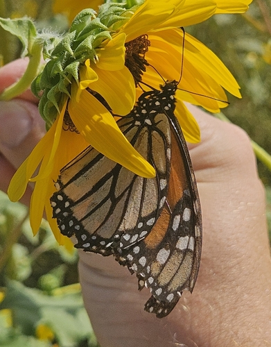 Monarch