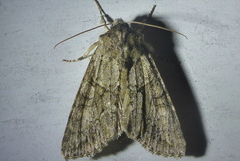 Achatia distincta