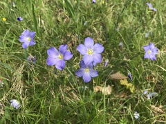 Linum alpinum
