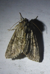 Achatia distincta