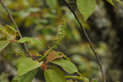 Prunus obtusata