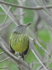 Todirostrum maculatum