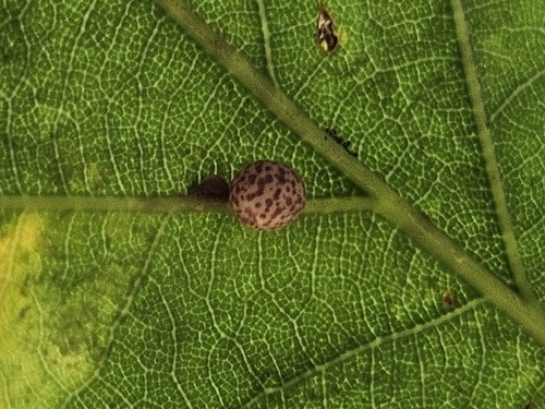 Oyster Gall Wasp