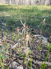 Caladenia barbarossa