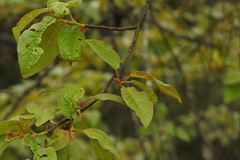 Prunus obtusata