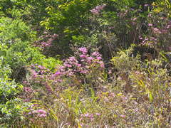 Rhododendron rubropilosum taiwanalpinum