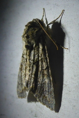 Achatia distincta