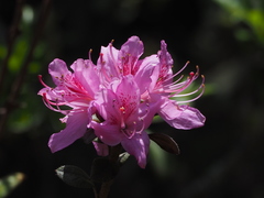 Rhododendron rubropilosum taiwanalpinum