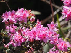 Rhododendron rubropilosum taiwanalpinum