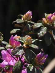 Rhododendron rubropilosum taiwanalpinum