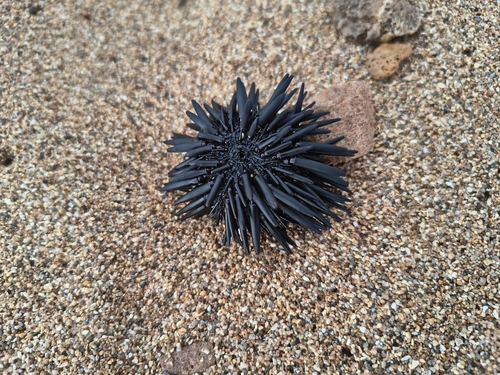 Echinometra oblonga observed 2026-09-11