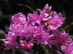 Rhododendron rubropilosum taiwanalpinum