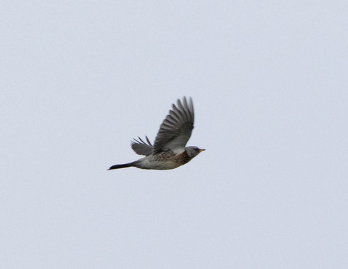 Fieldfare