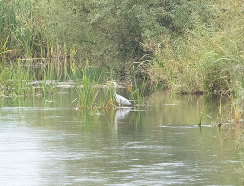 Grey Heron