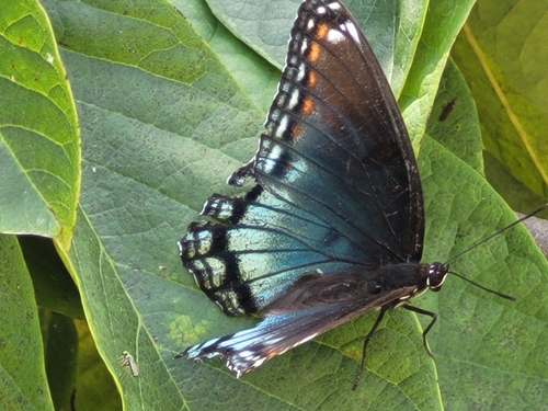 Red-spotted Admiral