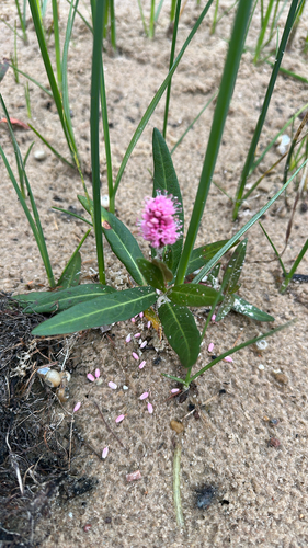 water smartweed