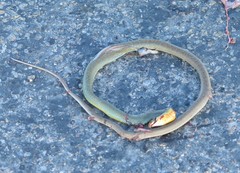 Coluber constrictor oaxaca