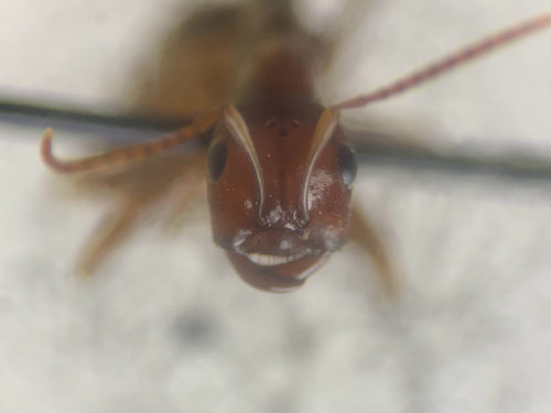 European Amazon Ant