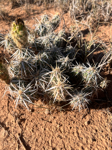 Grusonia clavata