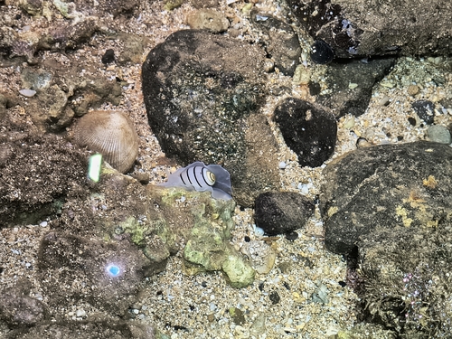 Hydatina amplustre observed 2026-09-11